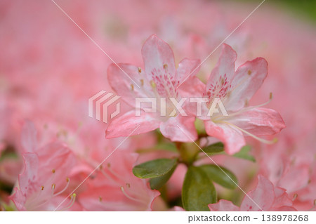 淡粉色杜鵑花 淡粉色杜鵑花 138978268
