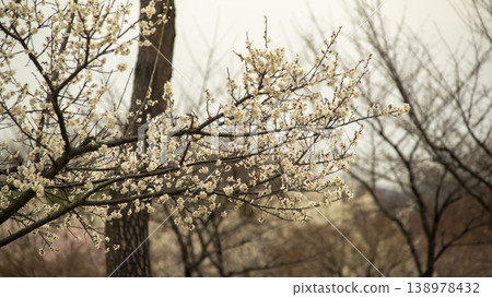 Ansan Hwarang Park 138978432