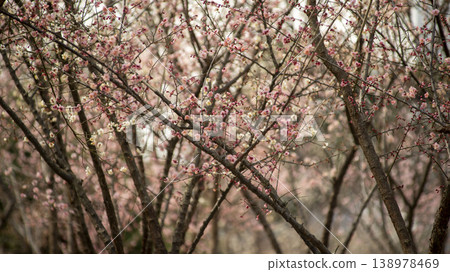 Ansan Hwarang Park Ansan Hwarang Park 138978469