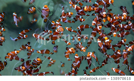Top view group of clownfish or anemonefish, Clownfish or anemonefish in aquarium tank farm, Group of clown fish. 138978618