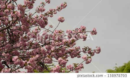 Hanam Misa Regatta Park double cherry blossoms Hanam Misa Regatta Park double cherry blossoms 138978703