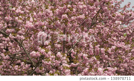 Hanam Misa Regatta Park double cherry blossoms Hanam Misa Regatta Park double cherry blossoms 138978711