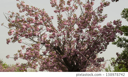 Hanam Misa Regatta Park double cherry blossoms Hanam Misa Regatta Park double cherry blossoms 138978742