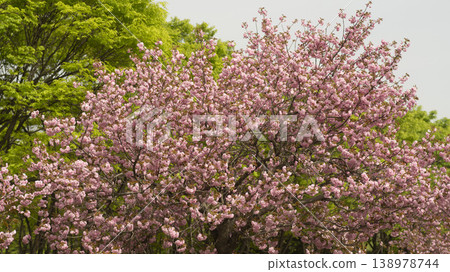 Hanam Misa Regatta Park double cherry blossoms 138978744