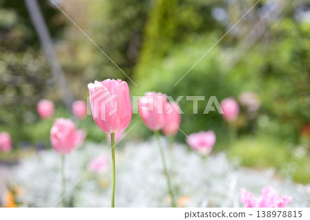 Tulip field, pink flowers, spring, March, sunny, material Tulip field, pink flowers, spring, March, sunny, material 138978815