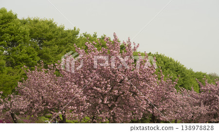 Hanam Misa Regatta Park double cherry blossoms Hanam Misa Regatta Park double cherry blossoms 138978828