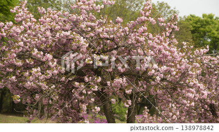 Hanam Misa Regatta Park double cherry blossoms Hanam Misa Regatta Park double cherry blossoms 138978842