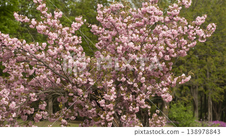 Hanam Misa Regatta Park double cherry blossoms Hanam Misa Regatta Park double cherry blossoms 138978843