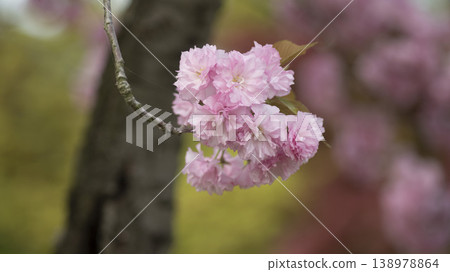 Hanam Misa Regatta Park double cherry blossoms Hanam Misa Regatta Park double cherry blossoms 138978864
