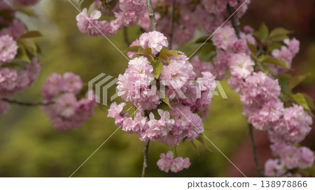 Hanam Misa Regatta Park double cherry blossoms Hanam Misa Regatta Park double cherry blossoms 138978866