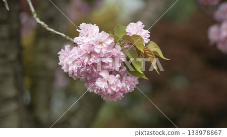 Hanam Misa Regatta Park double cherry blossoms Hanam Misa Regatta Park double cherry blossoms 138978867