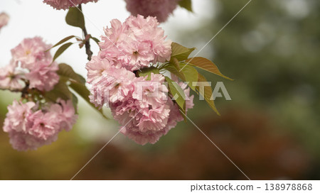 Hanam Misa Regatta Park double cherry blossoms Hanam Misa Regatta Park double cherry blossoms 138978868