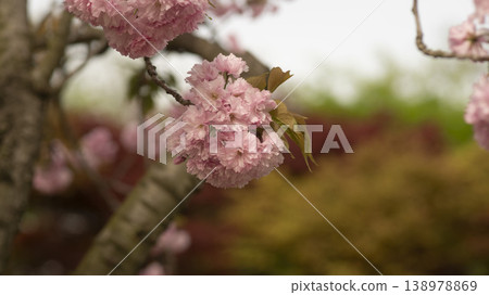Hanam Misa Regatta Park double cherry blossoms 138978869
