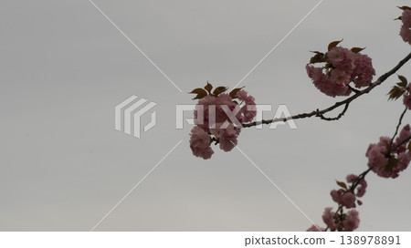 Hanam Misa Regatta Park double cherry blossoms Hanam Misa Regatta Park double cherry blossoms 138978891