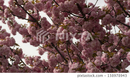 Hanam Misa Regatta Park double cherry blossoms 138978943