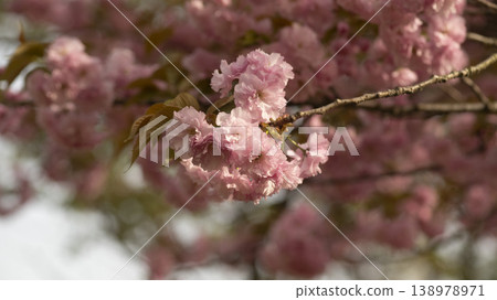 Hanam Misa Regatta Park double cherry blossoms Hanam Misa Regatta Park double cherry blossoms 138978971