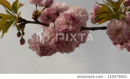 Hanam Misa Regatta Park double cherry blossoms Hanam Misa Regatta Park double cherry blossoms 138979002