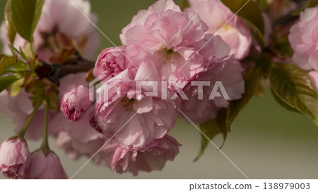 Hanam Misa Regatta Park double cherry blossoms Hanam Misa Regatta Park double cherry blossoms 138979003
