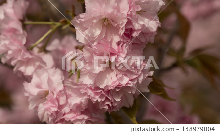 Hanam Misa Regatta Park double cherry blossoms Hanam Misa Regatta Park double cherry blossoms 138979004