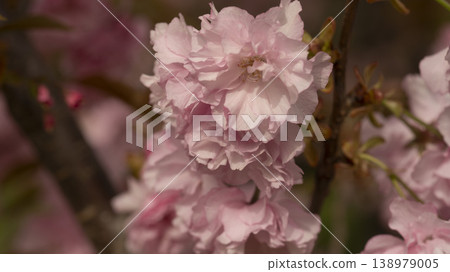 Hanam Misa Regatta Park double cherry blossoms Hanam Misa Regatta Park double cherry blossoms 138979005