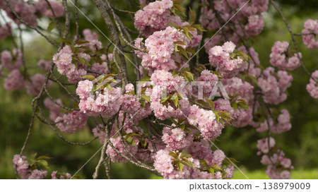 Hanam Misa Regatta Park double cherry blossoms 138979009