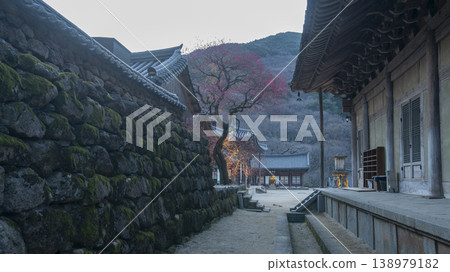 Hwaeomsa Temple red plum blossoms 138979182