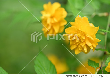 Yae Yamabuki (Yamabuki) flowers Yae Yamabuki (Yamabuki) flowers 138979269