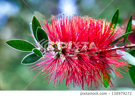 The bottlebrush flower is a vibrant red, just like the real thing. 138979272