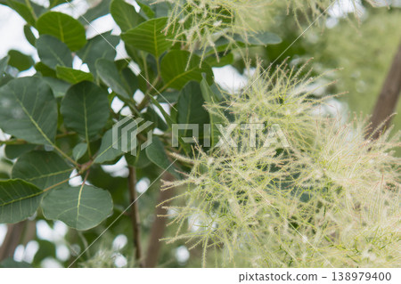 Smoke tree (Anacardiaceae family): Close-up of the long, slender flower stalks that have grown after pollination. Smoke tree (Anacardiaceae family): Close-up of the long, slender flower stalks that have grown after pollination. 138979400