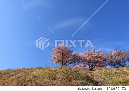 Looking up at the cherry blossoms in full bloom on the hill in Nishihirabata Park in Matsuda Town, Kanagawa Prefecture. Looking up at the cherry blossoms in full bloom on the hill in Nishihirabata Park in Matsuda Town, Kanagawa Prefecture. 138979470