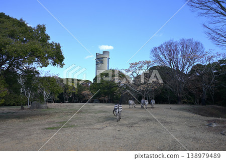 Nonhoi Park Zebras Nonhoi Park Zebras 138979489