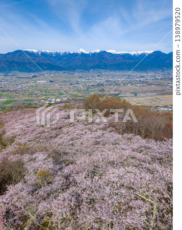 [Drone footage] Cherry blossoms on Kojozan Mountain, the Northern Alps, and the townscape of Azumino [Nagano Prefecture] 138979520