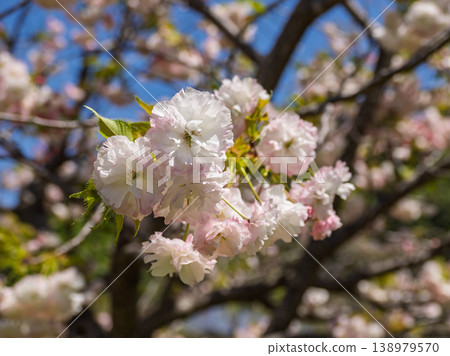 A close-up of double-flowered cherry blossoms beginning to bloom in a park (21st Century Forest and Plaza, Matsudo City, Chiba Prefecture) A close-up of double-flowered cherry blossoms beginning to bloom in a park (21st Century Forest and Plaza, Matsudo City, Chiba Prefecture) 138979570