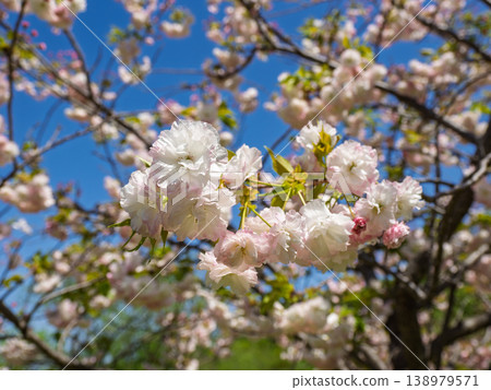 A close-up of double-flowered cherry blossoms beginning to bloom in a park (21st Century Forest and Plaza, Matsudo City, Chiba Prefecture) A close-up of double-flowered cherry blossoms beginning to bloom in a park (21st Century Forest and Plaza, Matsudo City, Chiba Prefecture) 138979571