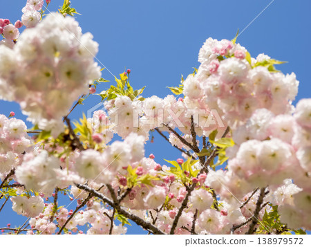 A close-up of double-flowered cherry blossoms beginning to bloom in a park (21st Century Forest and Plaza, Matsudo City, Chiba Prefecture) 138979572