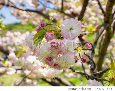 公園裡重瓣櫻花開始綻放的特寫（千葉縣松戶市21世紀森林廣場） 138979573