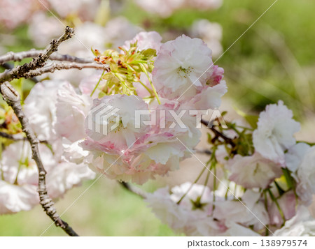 A close-up of double-flowered cherry blossoms beginning to bloom in a park (21st Century Forest and Plaza, Matsudo City, Chiba Prefecture) A close-up of double-flowered cherry blossoms beginning to bloom in a park (21st Century Forest and Plaza, Matsudo City, Chiba Prefecture) 138979574