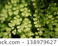Adiantum Fragrantissimum Maidenhair Fern Close Up View 138979627