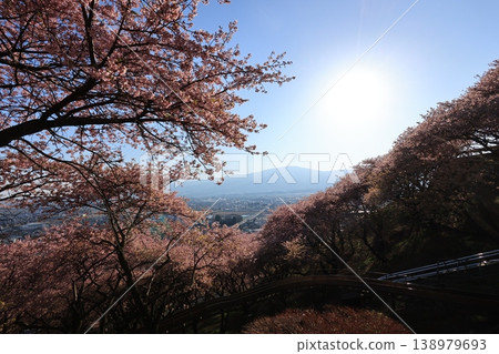 神奈川縣松田町西平畑公園山坡上盛開的櫻花。 神奈川縣松田町西平畑公園山坡上盛開的櫻花。 138979693