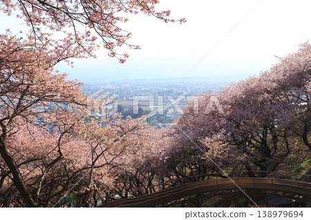 神奈川縣松田町西平畑公園山坡上盛開的櫻花。 神奈川縣松田町西平畑公園山坡上盛開的櫻花。 138979694