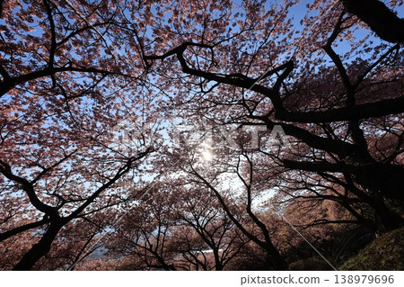 神奈川縣松田町西平畑公園山坡上盛開的櫻花。 神奈川縣松田町西平畑公園山坡上盛開的櫻花。 138979696