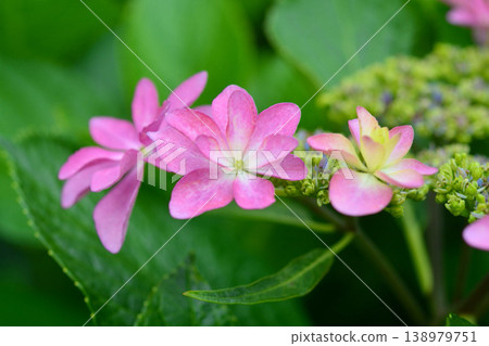 Hydrangea Hydrangea 138979751