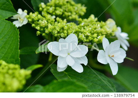Hydrangea Hydrangea 138979754