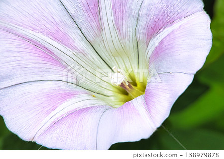 盛夏時節,牽牛花綻放出清涼的色彩。 盛夏時節,牽牛花綻放出清涼的色彩。 138979878