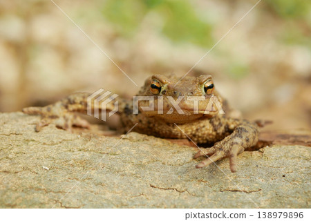 Common toad Bufo bufo european wild Bufonidae amphibians camouflaged brown colored striking prominent orange eyes frog climbing sitting on log tree crouching resting poor jumpers close-up photo. 138979896