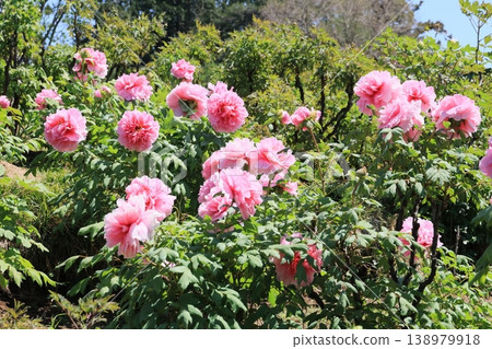 Pink toned pot 138979918