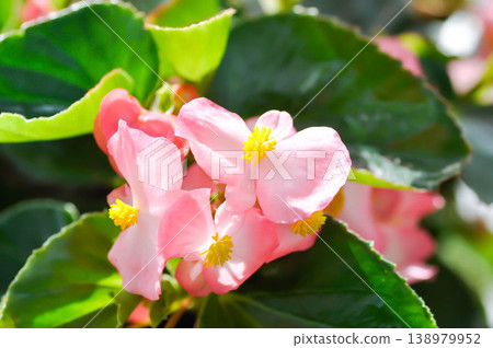 Begonia , Begonia x semperflorens cultorum or Wax begonia or pink begonia 138979952