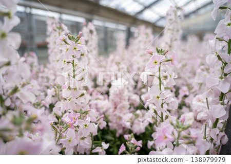 pink flowers blooming in a greenhouse pink flowers blooming in a greenhouse 138979979