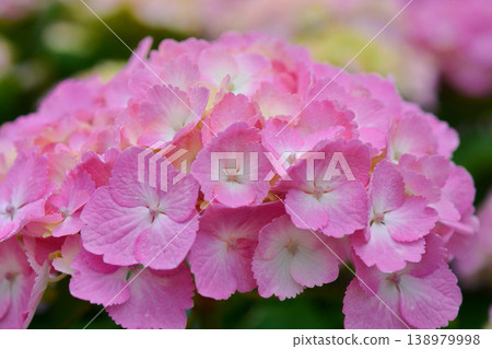 Hydrangea Hydrangea 138979998