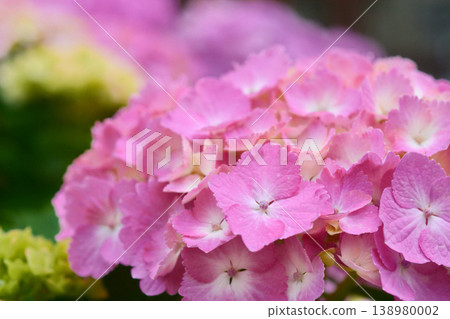Hydrangea 138980002